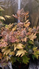 IMG_20220505_072833.jpg IMG_20220505_072833.jpg