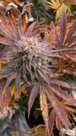 IMG_20220505_072859.jpg IMG_20220505_072859.jpg