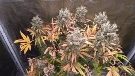 IMG_20220505_072927.jpg IMG_20220505_072927.jpg