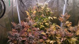 IMG_20220505_073053.jpg IMG_20220505_073053.jpg