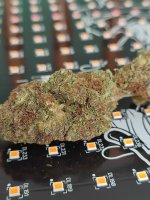 herijuana x chemdog 2018.jpeg