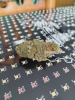 josh d x guava IX X gorila Glue af 3.jpeg