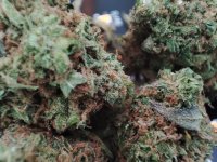 Agent  Orange 3.jpeg