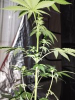 london pound cake.jpeg