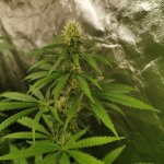 Bruce Banner x white russian 1.jpeg