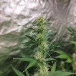 Fast deatld head 1.jpeg