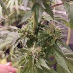 chemdog  2018 d seedy reg.jpg