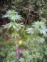 IMG_20230616_210853[2].jpg