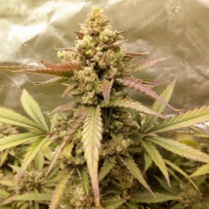 Amnesia haze