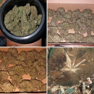 Harvest