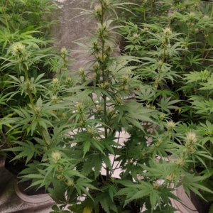 g13 x cookies x chem.jpeg