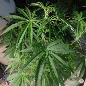 besti haze 2.jpeg