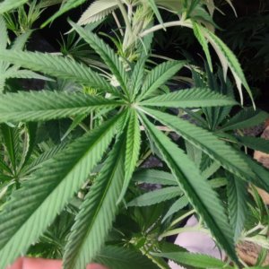 besti haze.jpeg