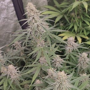 sour diesel 3.jpeg