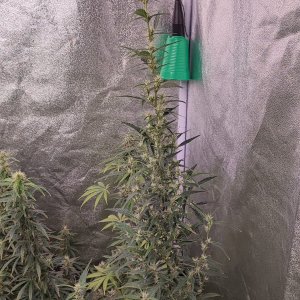 auto haze.jpeg