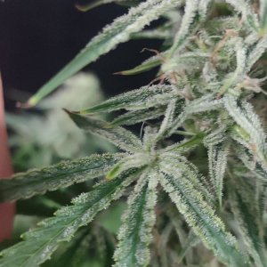 sour diesel af.jpeg