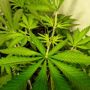 AutoPot
