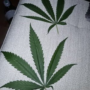 Sativka