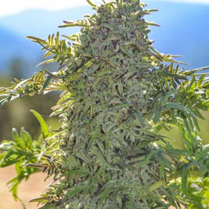 Freakshow-Strain-Outdoors.jpg