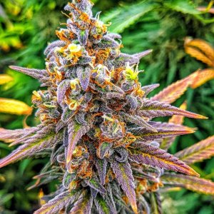 lemon x lotus x yeti (1).jpeg