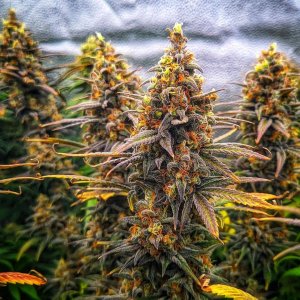 lemon x lotus x yeti (2).jpeg