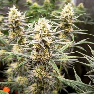 lemon x lotus x yeti (3).jpeg