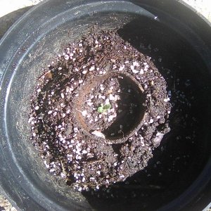 Ziemia zlana, niech rodzi się życie.