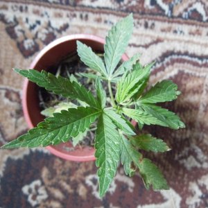 kush.JPG