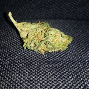 Critical sensi star