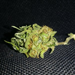 Mighty freezy