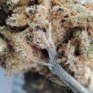 Imperial.dank