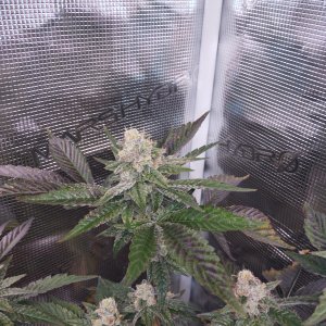 (Banner3 x StrawLotus) x Meathbreath