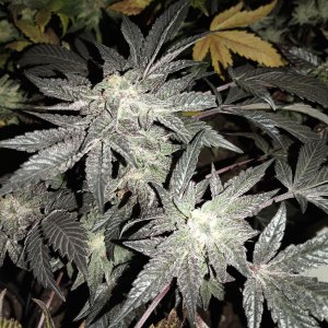 ( Pink runtz x runtz ) x Meathbreath f1