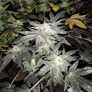 ( Pink runtz x runtz ) x Meathbreath f1