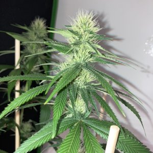 IMG_7018.jpeg