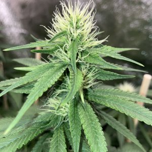 IMG_7008.jpeg