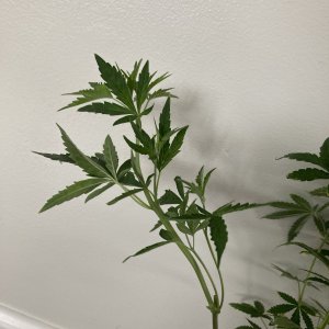 IMG_7372.jpeg