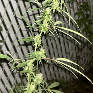 IMG_1217.jpeg