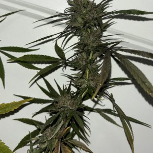 IMG_1653.jpeg