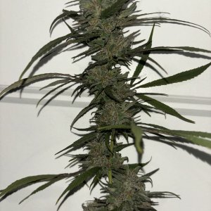 IMG_1658.jpeg