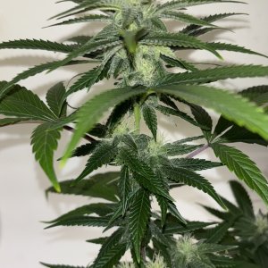 {(GMO x dawgs waltz x alien cookiesf3) x (headbanger x original haze)} x royal kush 47 f2