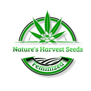 cannabis logo - Wykonano za pomoc PosterMyWall (2).jpg