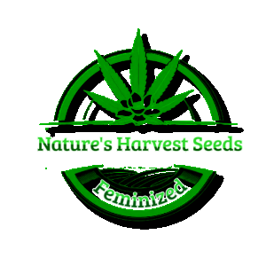 cannabis logo - Wykonano za pomoc PosterMyWall (2).png