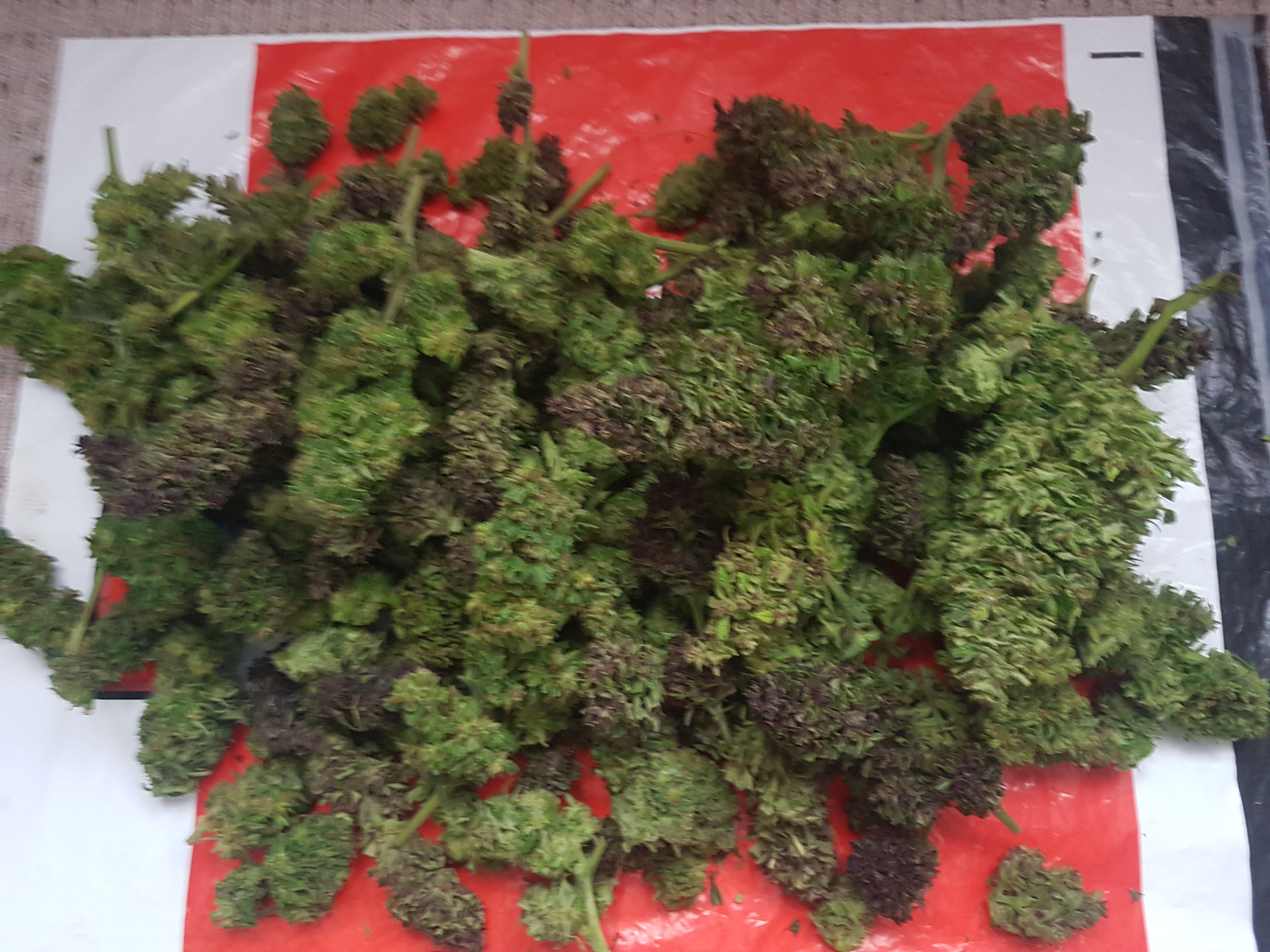 20201003_161347.jpg