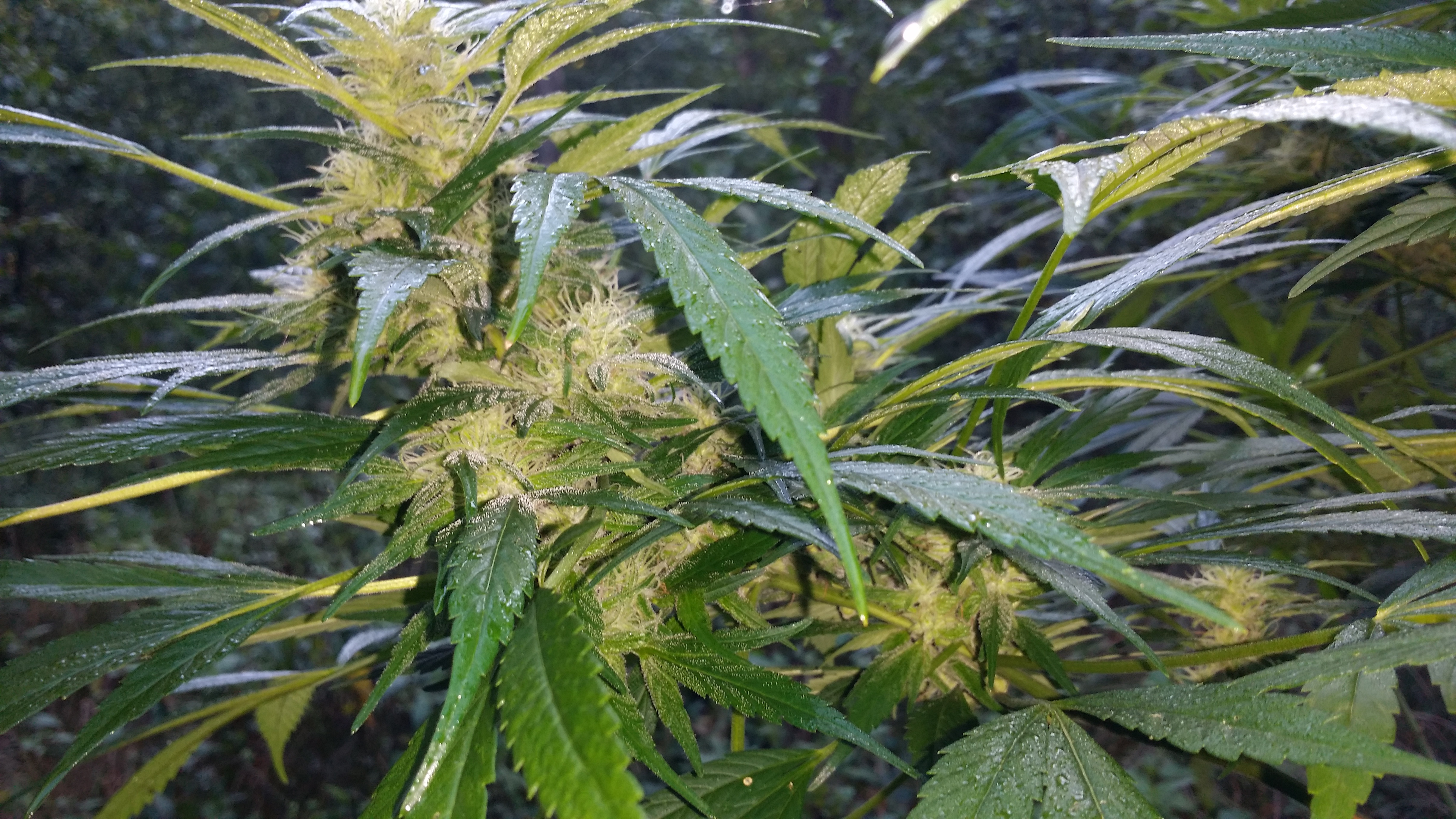 20230916_074310.jpg