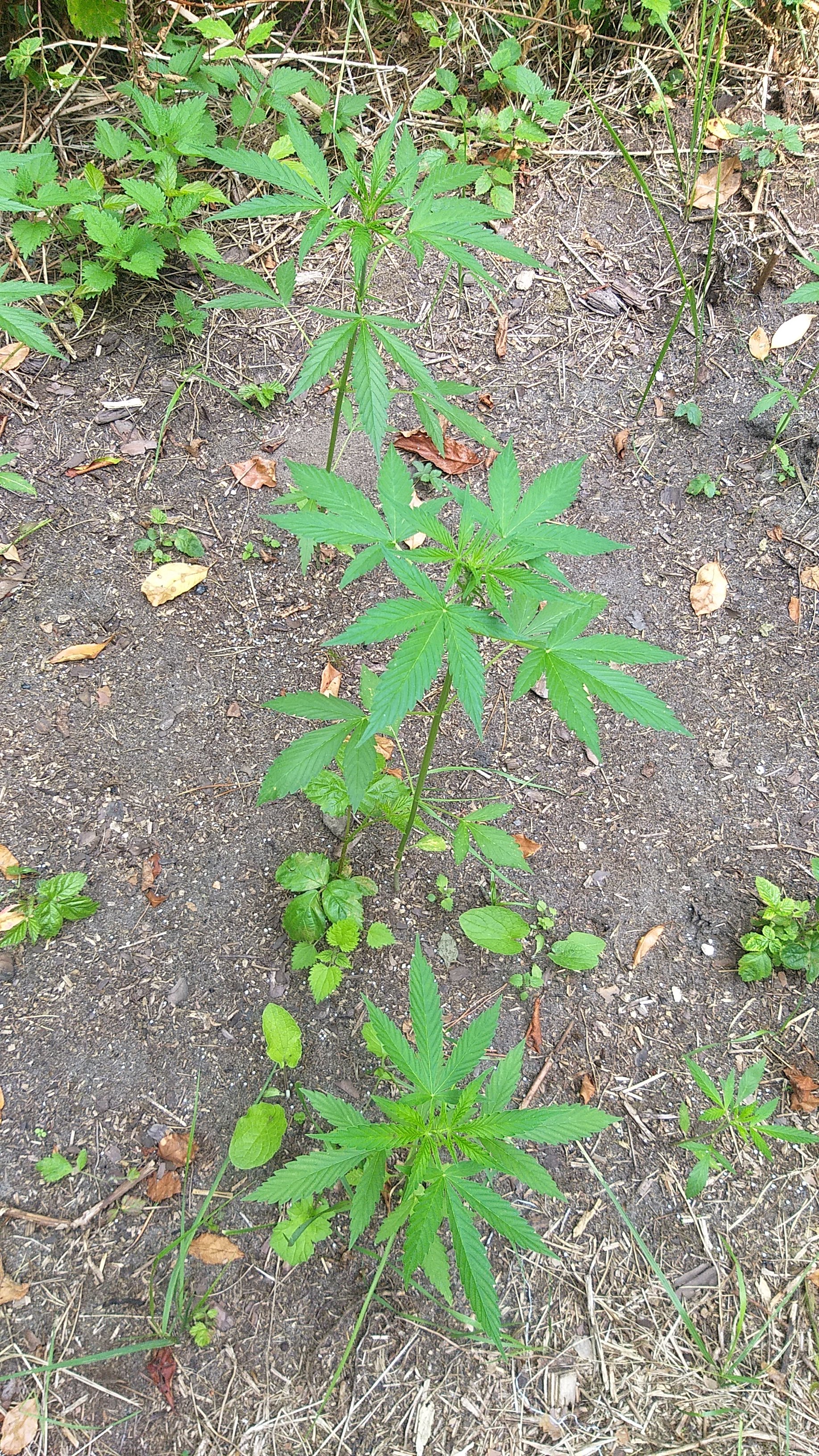 20250809_142653.jpg
