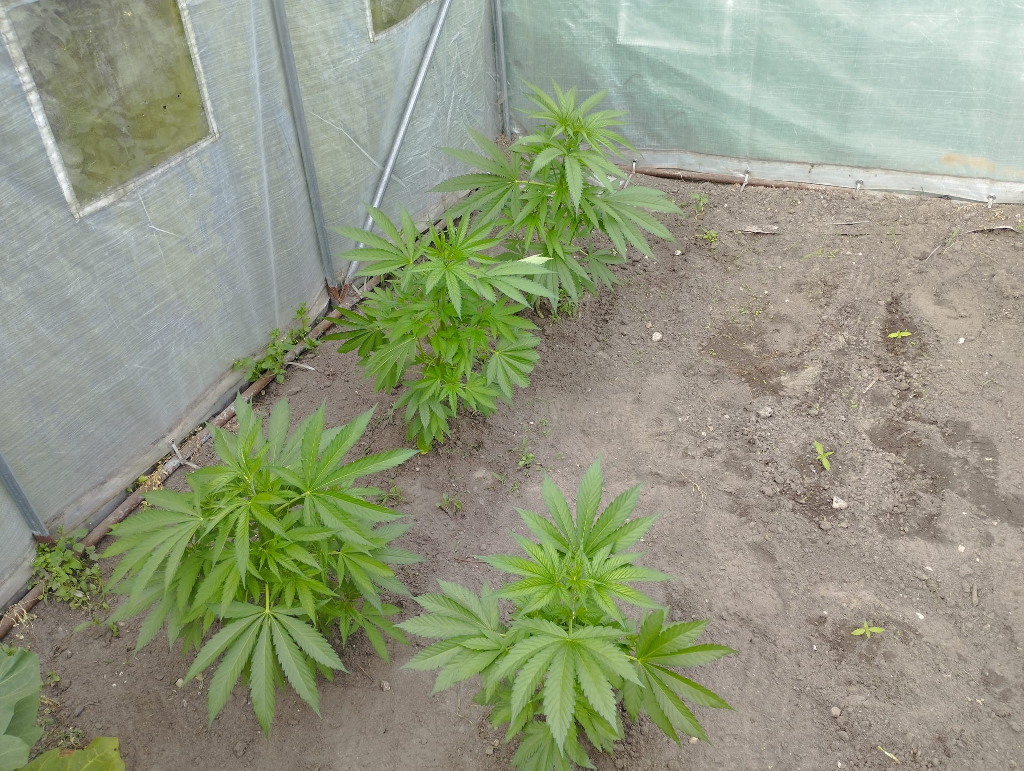 4 x Og kush reg