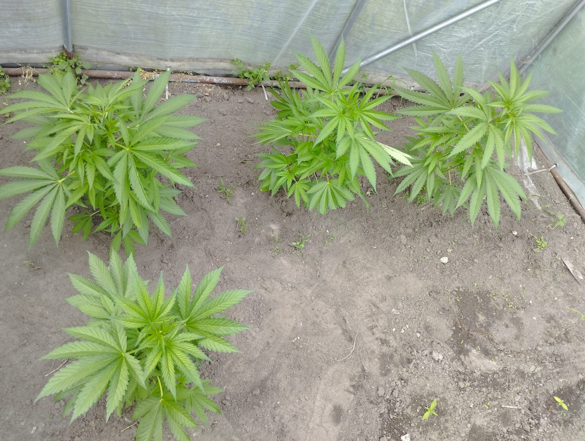 4 x Og kush reg