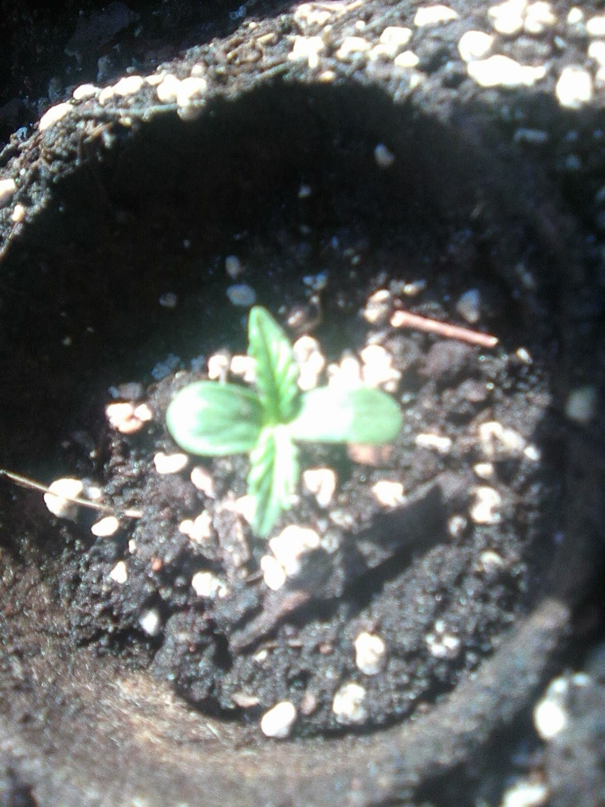 auto 2