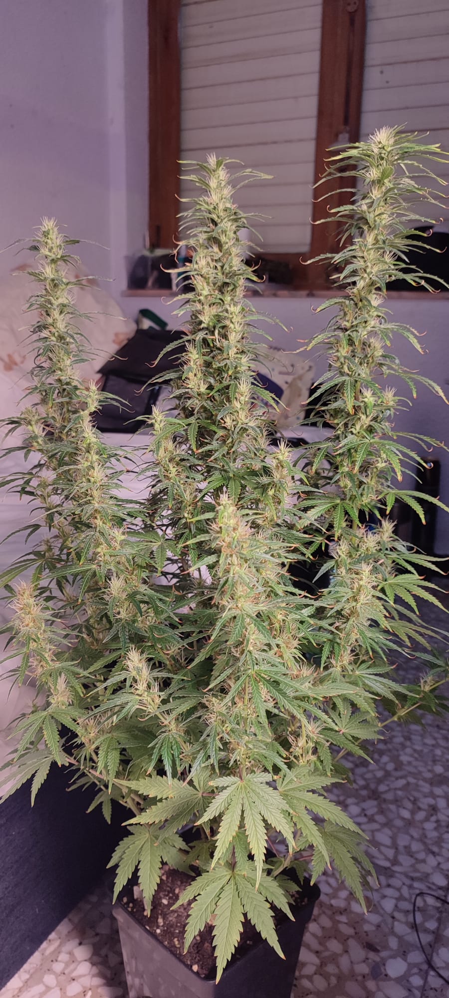 auto haze 2.jpeg